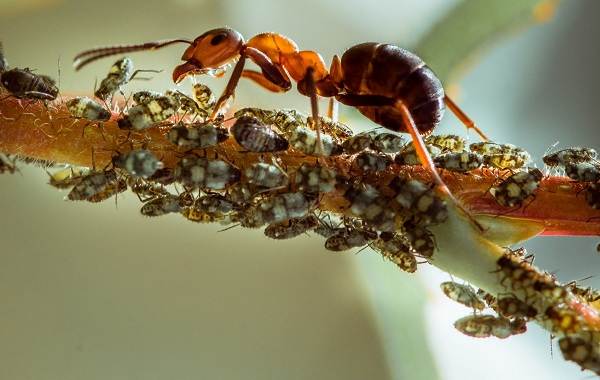 Муравей-насекомое-Описание-особенности-виды-образ-жизни-и-среда-обитания-муравья-15