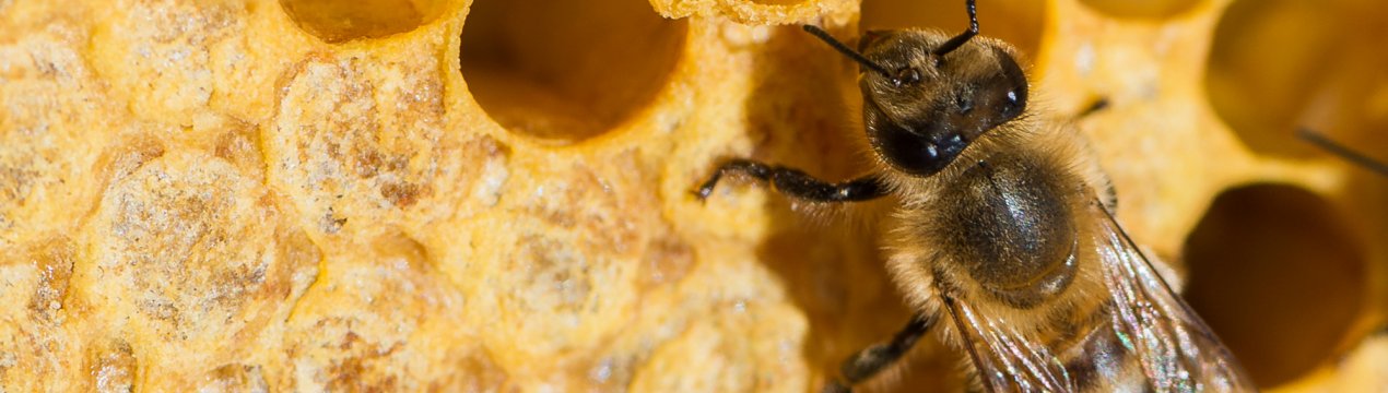 Есть разные способы вывода пчелиных маток