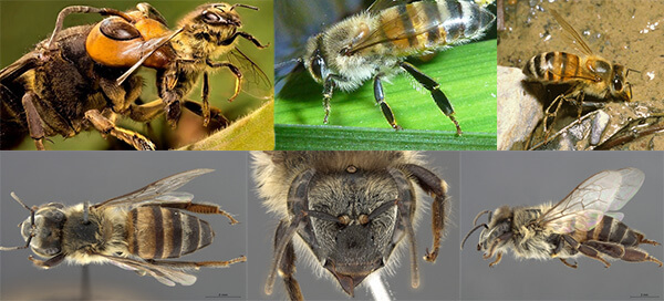 Африканские пчелы убийцы (Apis mellifera scutellata)