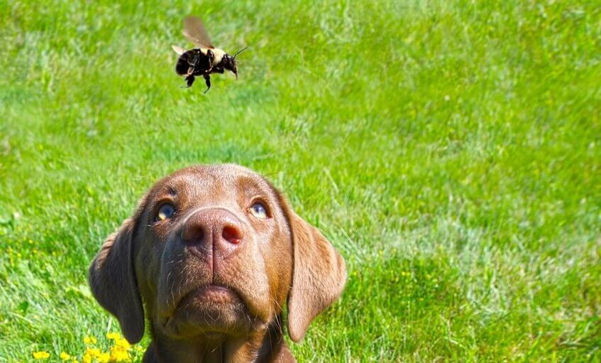 Собаку укусила пчела:  признаков пчелиного укуса у собак, что делать