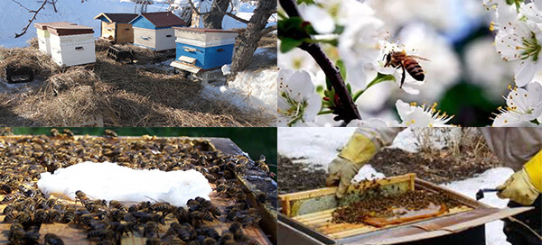 Уход за пчелами весной