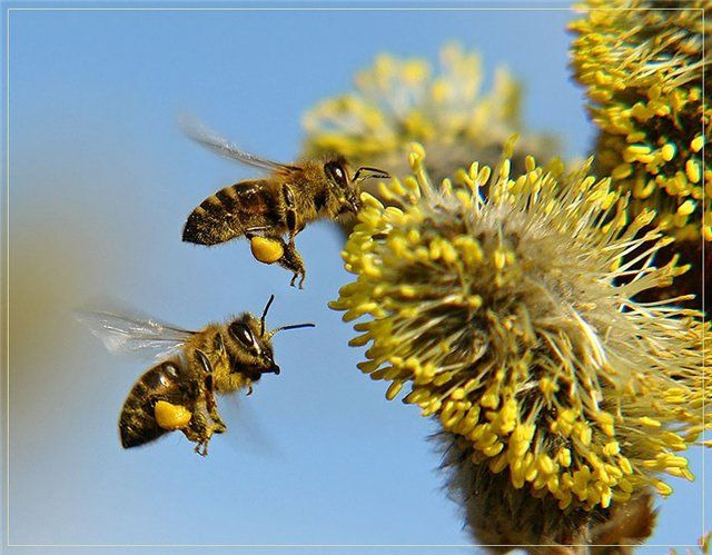 Пчелиная пыльца-полезные для здоровья свойства