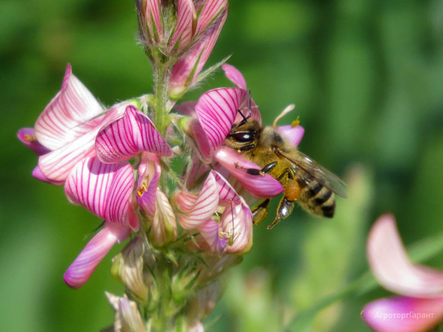 Эспарцет как медонос: как выращивать и его мёдопродуктивность