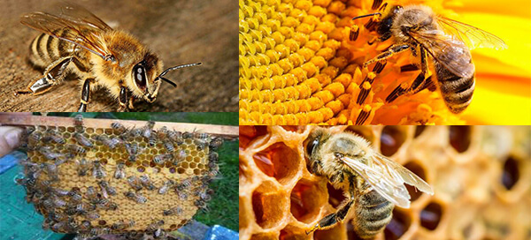 Описание, характеристики и особенности пчелы карника