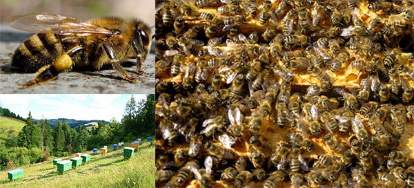 Особенности и характеристика карпатской породы пчел