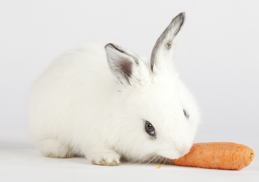 5 правил ухода за декоративными кроликами в домашних условиях.