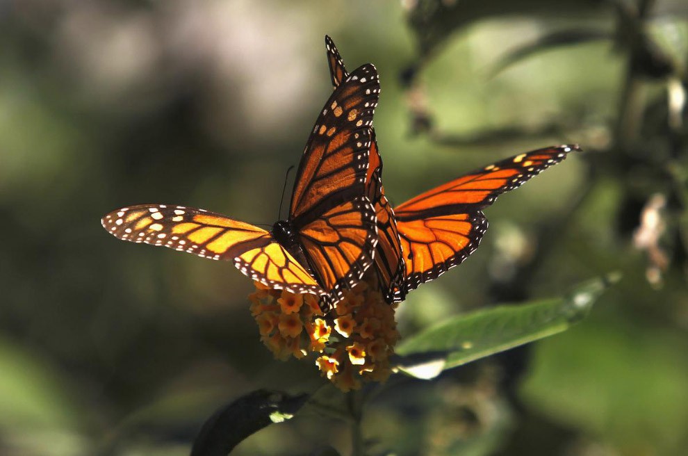 Бабочки: описание, особенности строения, виды, интересные факты, представители