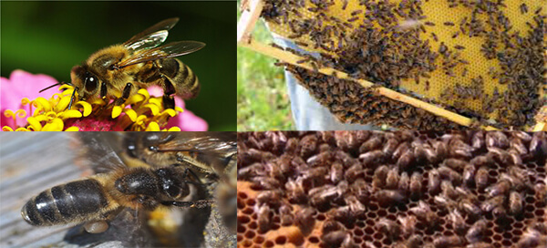 Общая характеристика и особенности среднерусской породы пчел
