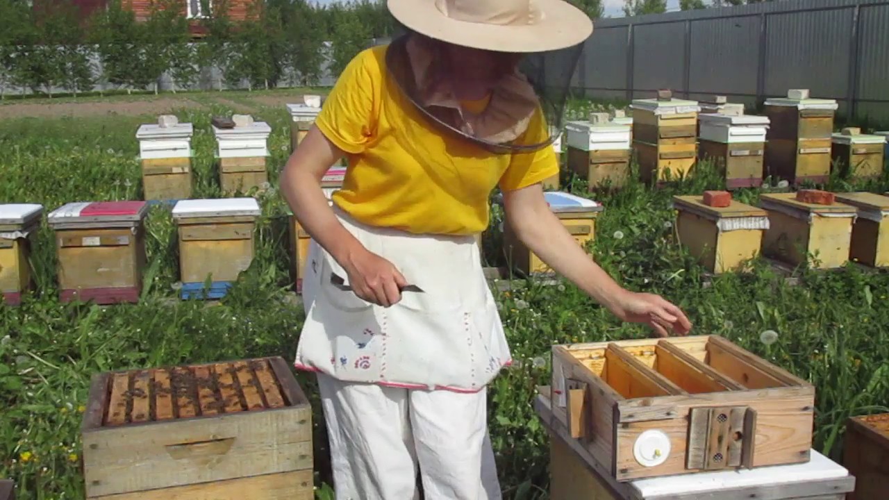 Нуклеусы для пчел своими руками: чертежи, что такое в пчеловодстве