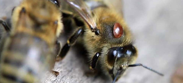 Болезни пчёл, их весенняя профилактика и лечение